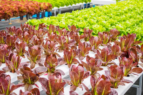 Fresh organic red leaves lettuce salad plant in hydroponics vegetables farm system