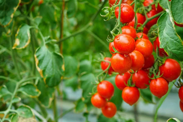 Fresh Ripe Red Tomatoes Plant Growth Organic Greenhouse Garden Ready — Stock Photo, Image