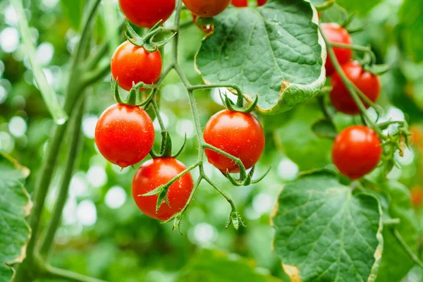 Crecimiento Fresco Tomates Rojos Maduros Jardín Orgánico Invernadero Listo Para — Foto de Stock