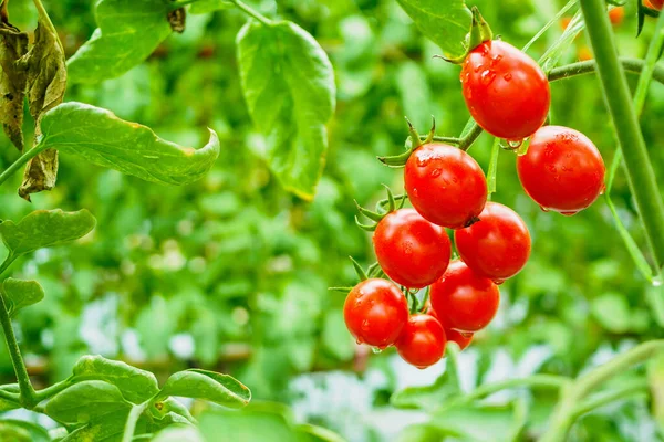 Fresh Ripe Red Tomatoes Plant Growth Organic Greenhouse Garden Ready — Stock Photo, Image