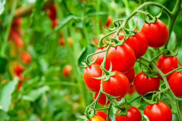 Tomates Vermelhos Maduros Frescos Crescimento Plantas Horta Biológica Pronta Para — Fotografia de Stock