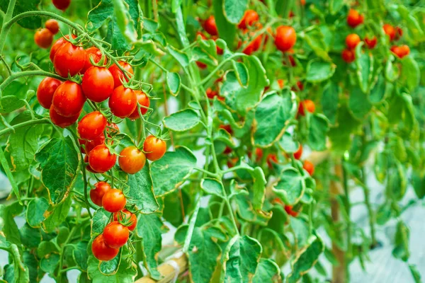 Fresh Ripe Red Tomatoes Plant Growth Organic Greenhouse Garden Ready — Stock Photo, Image