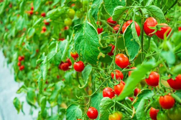 Taze Taze Kırmızı Domatesler Organik Sera Bahçesinde Yetişmeye Hazır — Stok fotoğraf