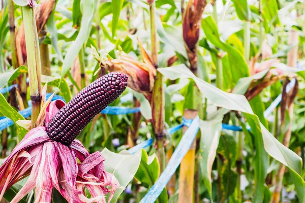 Kukoricacsutka Zöld Levelekkel Növekedés Mezőgazdasági Területen Szabadtéri — Stock Fotó