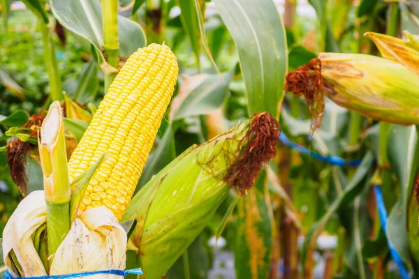 Mazorca Maíz Con Hojas Verdes Crecimiento Campo Agrícola Aire Libre —  Fotos de Stock