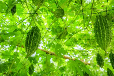 Acı kavun ya da organik bahçedeki Momordica charantia bitkisi