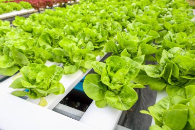 Taze organik yeşil yapraklar salata bitkisi hidroponik sebze tarım sisteminde