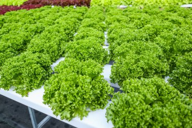 Taze organik yeşil yapraklar salata bitkisi hidroponik sebze tarım sisteminde