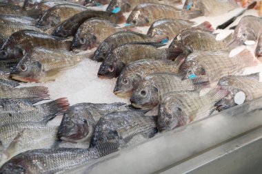 Piyasada buzda taze tilapia balığı