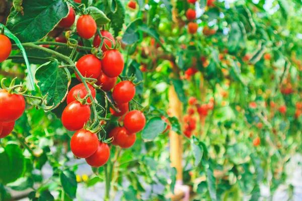 Taze taze kırmızı domatesler organik sera bahçesinde yetişmeye hazır.