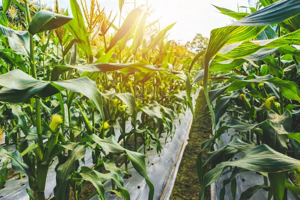 Planta Milho Com Folhas Verdes Crescimento Campo Agrícola Livre Pôr — Fotografia de Stock