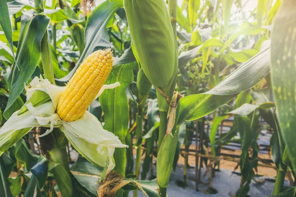 Espiga Milho Com Folhas Verdes Crescimento Campo Agrícola Livre — Fotografia de Stock