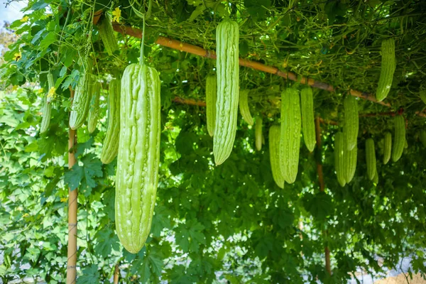 Acı kavun ya da organik bahçedeki Momordica charantia bitkisi