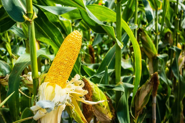 Corn Cob Green Leaves Growth Agriculture Field Outdoor — Stock Photo, Image