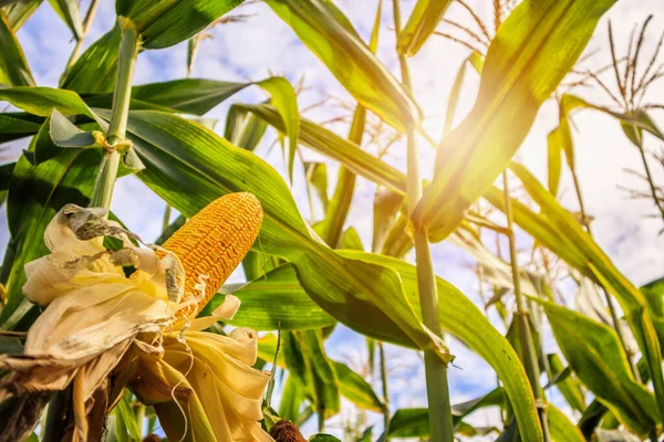 Kukoricacsutka Növekedés Mezőgazdaság Területén Szabadtéri Felhők Kék — Stock Fotó