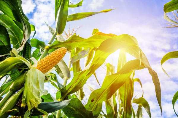 Crescimento Espiga Milho Campo Agrícola Livre Com Nuvens Céu Azul — Fotografia de Stock