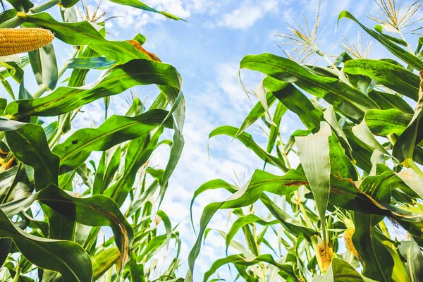 Crescimento Espiga Milho Campo Agrícola Livre Com Nuvens Céu Azul — Fotografia de Stock