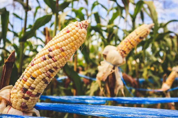 Espiga Milho Com Folhas Verdes Crescimento Campo Agrícola Livre — Fotografia de Stock