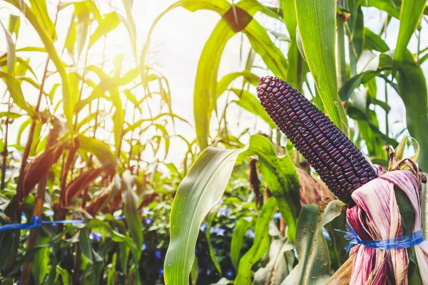 Espiga Milho Com Folhas Verdes Crescimento Campo Agrícola Livre — Fotografia de Stock