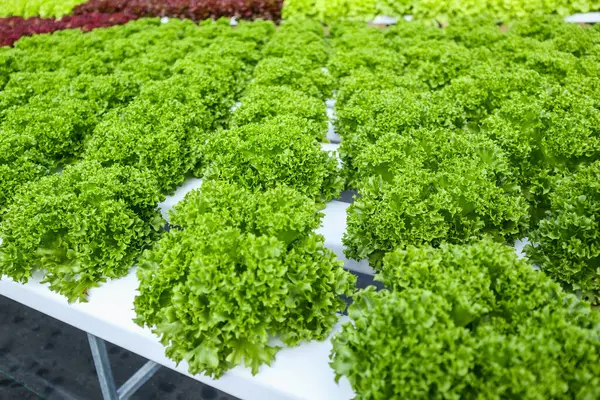 Taze organik yeşil yapraklar salata bitkisi hidroponik sebze tarım sisteminde