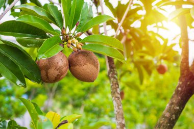 Organik bahçede ağaçta taze sapodilla meyvesi