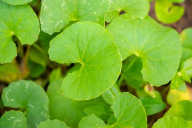 Centella asiatikasının bitkisel tıp yaprakları, gotu kola olarak bilinir.