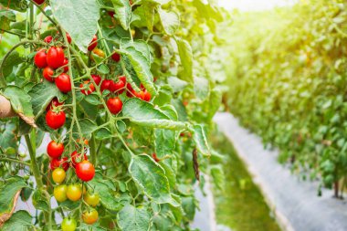Taze kırmızı domatesler organik bahçede yetişmeye hazır.