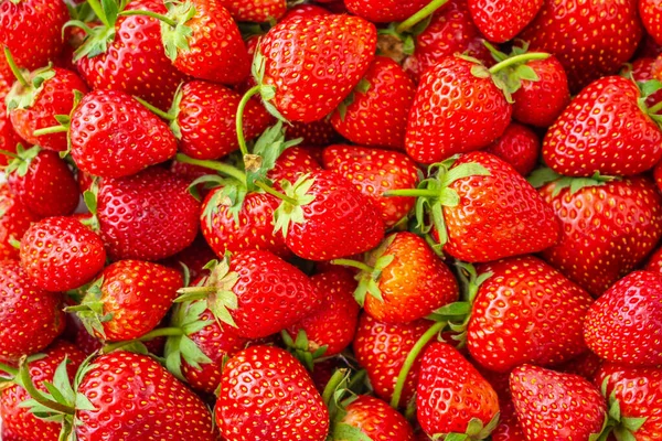 新鲜的有机草莓果背景特写特写 — 图库照片