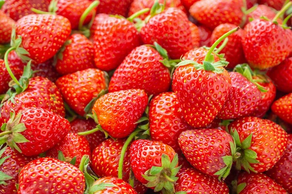 新鲜的有机红熟草莓背景特写 — 图库照片
