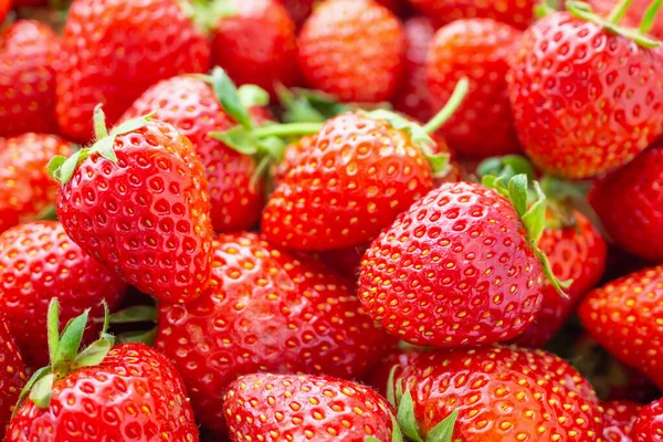 Verse Biologische Rode Rijpe Aardbeien Fruit Achtergrond Closeup — Stockfoto