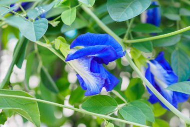 Taze kelebek bezelye çiçeği yakın plan