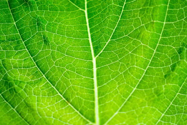 Folha Verde Textura Fundo Closeup — Fotografia de Stock