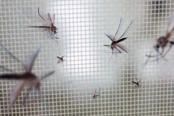 Muitos Mosquitos Tela Arame Rede Insetos Fecham Janela Casa — Fotografia de Stock