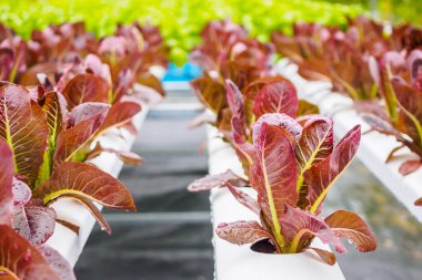 Taze organik kırmızı yapraklar salata bitkisi hidroponik sebze tarım sisteminde
