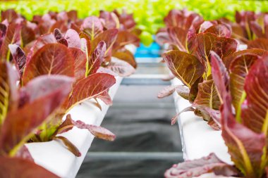 Taze organik kırmızı yapraklar salata bitkisi hidroponik sebze tarım sisteminde