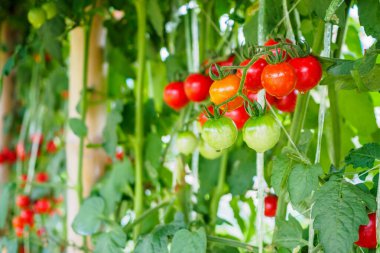 Taze taze kırmızı domatesler organik sera bahçesinde yetişmeye hazır.