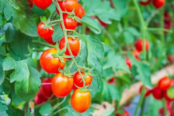 Fresh Ripe Red Tomatoes Plant Growth Organic Greenhouse Garden Ready — Stock Photo, Image