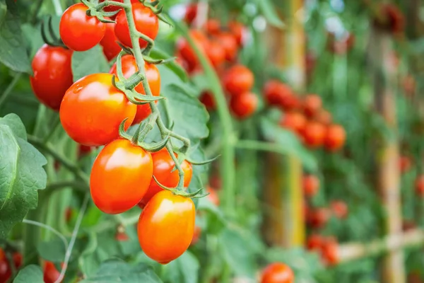 Fresh Ripe Red Tomatoes Plant Growth Organic Greenhouse Garden Ready — Stock Photo, Image