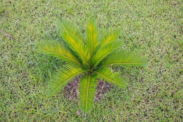 Palmy Cycad Ogrodzie — Zdjęcie stockowe