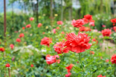 Çiçek bahçesinde güzel kırmızı güller