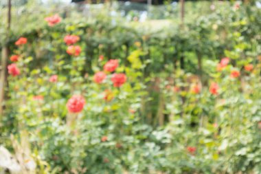 Çiçek bahçesi arka planında soyut bulanık güzel güller