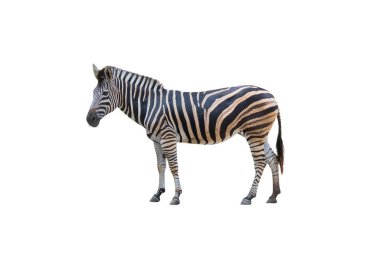 beyaz arkaplanda izole edilmiş zebra