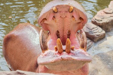 common hippopotamus (Hippopotamus amphibius) close up clipart