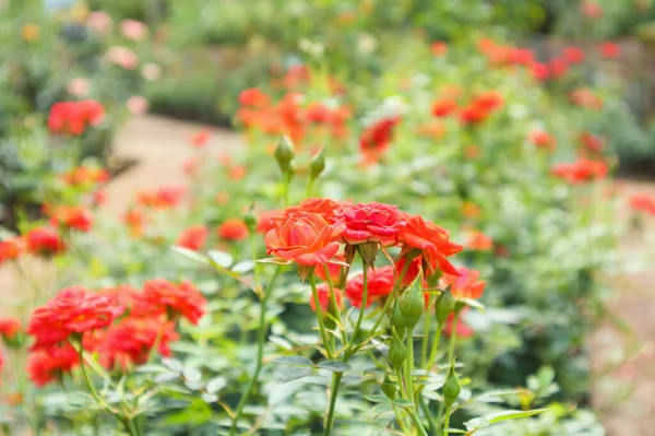 Çiçek bahçesinde güzel kırmızı güller