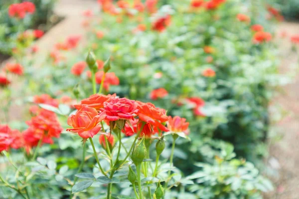 花畑の美しい赤いバラ — ストック写真