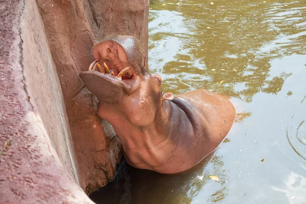 Yaygın Aygırları Hippopotamus Amfibius Amfibius Yakınlaşır — Stok fotoğraf