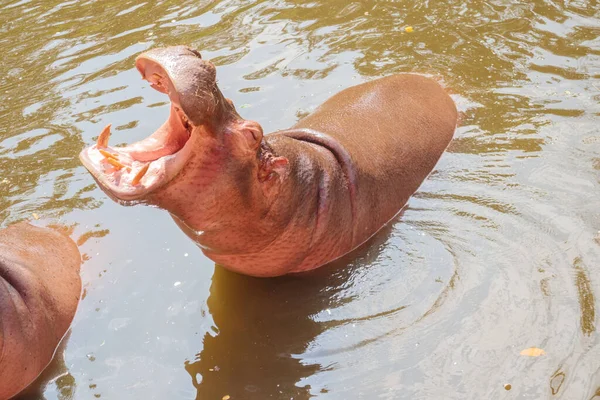 Общий Бегемот Hippopotamus Amphibius Close — стоковое фото