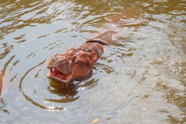 Hipopótamo Comum Hippopopotamus Amphibius Perto — Fotografia de Stock