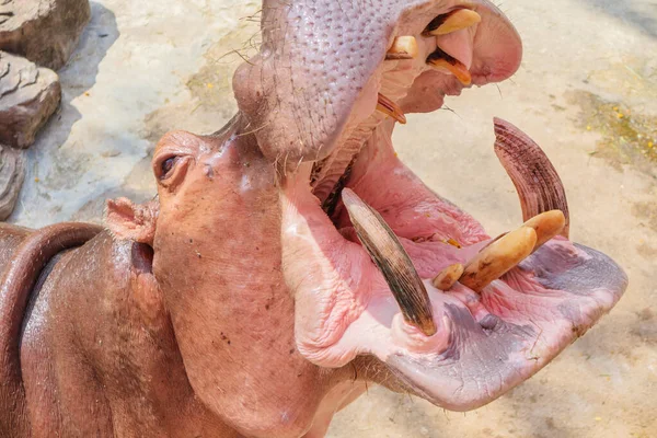 Общий Бегемот Hippopotamus Amphibius Close — стоковое фото