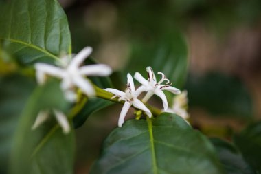 Kahve ağacındaki beyaz çiçek.